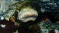 Scarlet coral or pig-tooth coral, european star coral (Balanophyllia europaea) close-up undersea