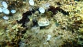 Scarlet coral or pig-tooth coral, european star coral Balanophyllia europaea undersea, Aegean Sea