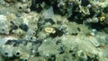 Scarlet coral or pig-tooth coral, european star coral Balanophyllia europaea undersea, Aegean Sea, Greece, Halkidiki