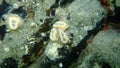 Scarlet coral or pig-tooth coral, european star coral Balanophyllia europaea undersea, Aegean Sea, Greece, Halkidiki