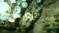 Scarlet coral or pig-tooth coral, european star coral Balanophyllia europaea undersea, Aegean Sea