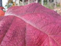 Scarlet crimson burgundy fall leaf