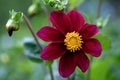 Scarlet Dahlia bloom in Doncaster. Royalty Free Stock Photo