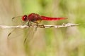 Scarlet Darter (Crocothemis erythraea) Royalty Free Stock Photo