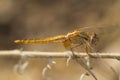 Scarlet darter (Crocothemis erythraea) dragonfly