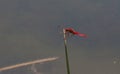 Scarlet Darter Crocothemis erythraea Royalty Free Stock Photo