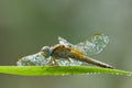 Scarlet Darter dragonfly with dew drops on the body and wings. Royalty Free Stock Photo