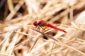 Scarlet Dragonfly (Crocothemis erythraea) Royalty Free Stock Photo