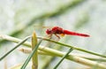 Scarlet dragonfly, Crocothemis erythraea. An insect sits on a plant stem by the river Royalty Free Stock Photo