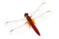 Scarlet Dragonfly (Crocothemis Erythraea) Isolated On White