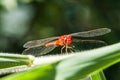 Scarlet dragonfly - Crocothemis erythraea in Myanmar