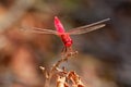 Scarlet dragonfly Crocothemis erythraea perched on the dry blade of grass enlightened by evening sun. Male is red and female is Royalty Free Stock Photo