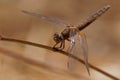 Scarlet dragonfly Crocothemis erythraea perched on the dry blade of grass enlightened by evening sun. Male is red and female is Royalty Free Stock Photo