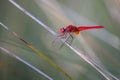 Scarlet Dragonfly - Crocothemis erythraea