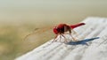 Scarlet dragonfly Crocothemis erythraea Royalty Free Stock Photo