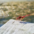 Scarlet dragonfly Crocothemis erythraea Royalty Free Stock Photo