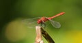 Scarlet Dragonfly Crocothemis erythraea is a species of dragonfly in the family Libellulidae. Its common names include broad Royalty Free Stock Photo