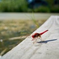 Scarlet dragonfly Crocothemis erythraea Royalty Free Stock Photo