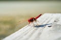 Scarlet dragonfly Crocothemis erythraea Royalty Free Stock Photo
