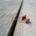 Scarlet dragonfly Crocothemis erythraea Royalty Free Stock Photo