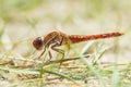 Scarlet dragonfly male, Crocothemis erythraea