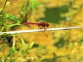 Scarlet dragonfly sitting on a dry branch Royalty Free Stock Photo