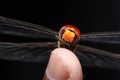 Scarlet dragonfly sitting on finger tips closeup photo Royalty Free Stock Photo