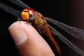 Scarlet dragonfly sitting on finger tips Royalty Free Stock Photo