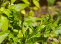 Scarlet dragonfly on the summer meadow Royalty Free Stock Photo