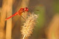 Scarlet dragonfly & x28;Crocothemis erythraea& x29; Royalty Free Stock Photo