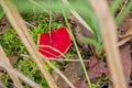 scarlet elf cup Royalty Free Stock Photo