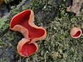 Scarlet Elf Cup Fungi Royalty Free Stock Photo