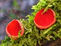 Scarlet elf cup fungi on a moss covered wood Royalty Free Stock Photo