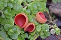 Scarlet Elf Cup Fungi Royalty Free Stock Photo