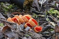 Scarlet Elf Cup Fungi Royalty Free Stock Photo