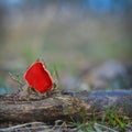 Scarlet elf cup mushroom Royalty Free Stock Photo