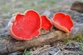 Scarlet elf cup mushroom Royalty Free Stock Photo