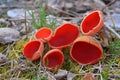 Scarlet elf cup Royalty Free Stock Photo