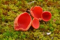 Scarlet elf cup Royalty Free Stock Photo