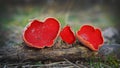 Scarlet elf cup mushroom Royalty Free Stock Photo