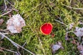 Scarlet elfcup mushroom in mossy ground