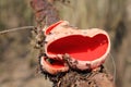 Scarlet elfcup Sarcoscypha austriaca mushroom in wild