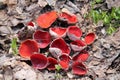 Scarlet elfcup Sarcoscypha austriaca mushrooms in forest