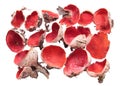 Scarlet elfcup Sarcoscypha austriaca mushrooms isolated on white