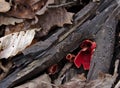 Scarlet Elfcup