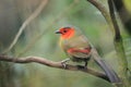 Scarlet-faced liocichla Royalty Free Stock Photo