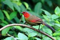 Scarlet-faced Liocichla  in Green background Royalty Free Stock Photo