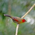 Scarlet-faced Liocichla Royalty Free Stock Photo