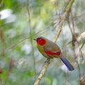 Scarlet-faced Liocichla Royalty Free Stock Photo