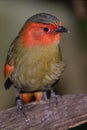 Scarlet-faced Liocichla Royalty Free Stock Photo